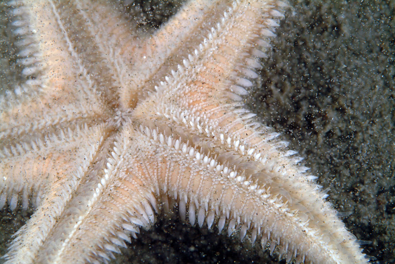 Astropecten jonstoni (Delle Chiaje, 1827)